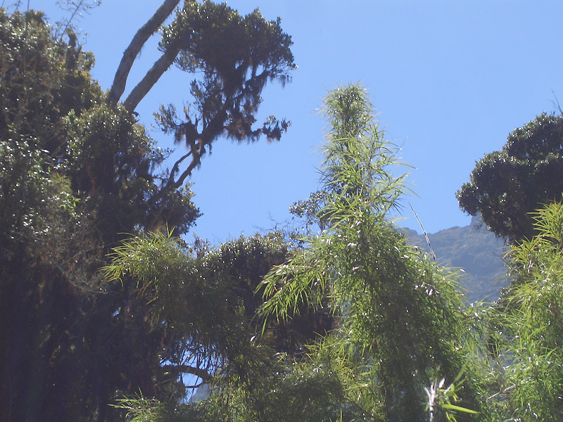 tabay merida venezuela