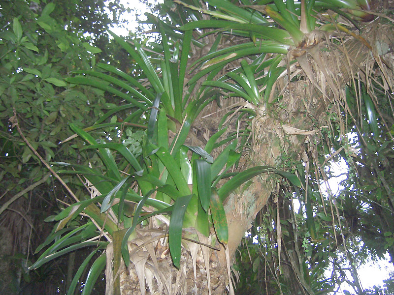 tabay merida venezuela