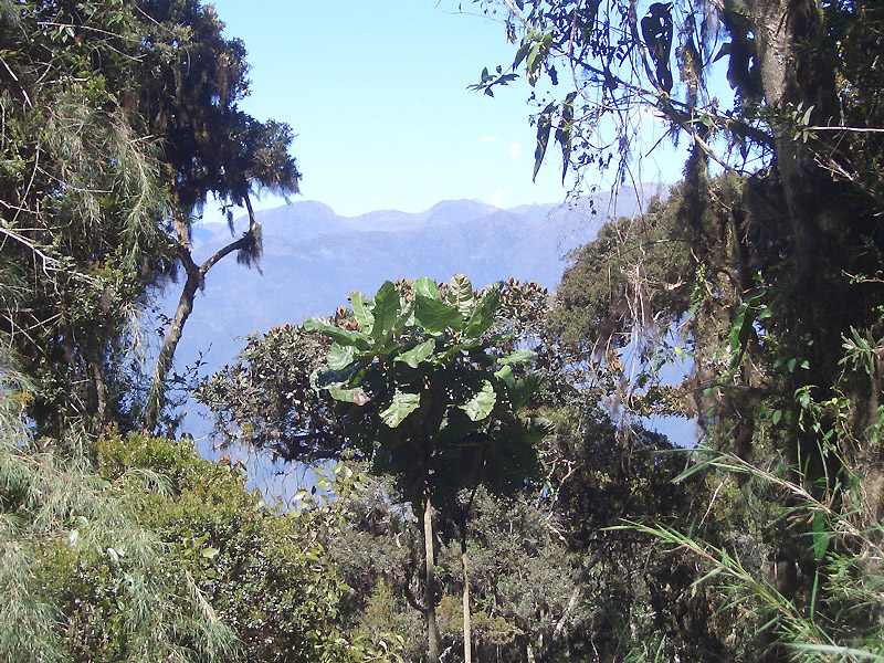 La Mucuy Venezuela