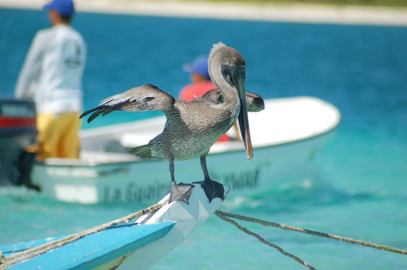 los roques - venezuela